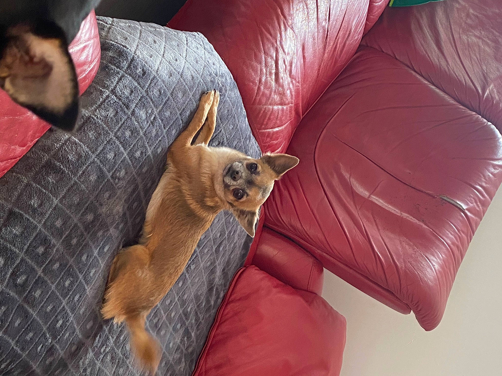 Cali a rejoint le concours — aidez-le/la à gagner de superbes lots ! canidae, carnivore, clock, comfort, companion_dog, couch, dog, dog_breed, fawn, felidae, fur, furniture, nap, small_to_medium_sized_cats, sporting_group, tail, toy_dog, vertebrate, whiskers, wood