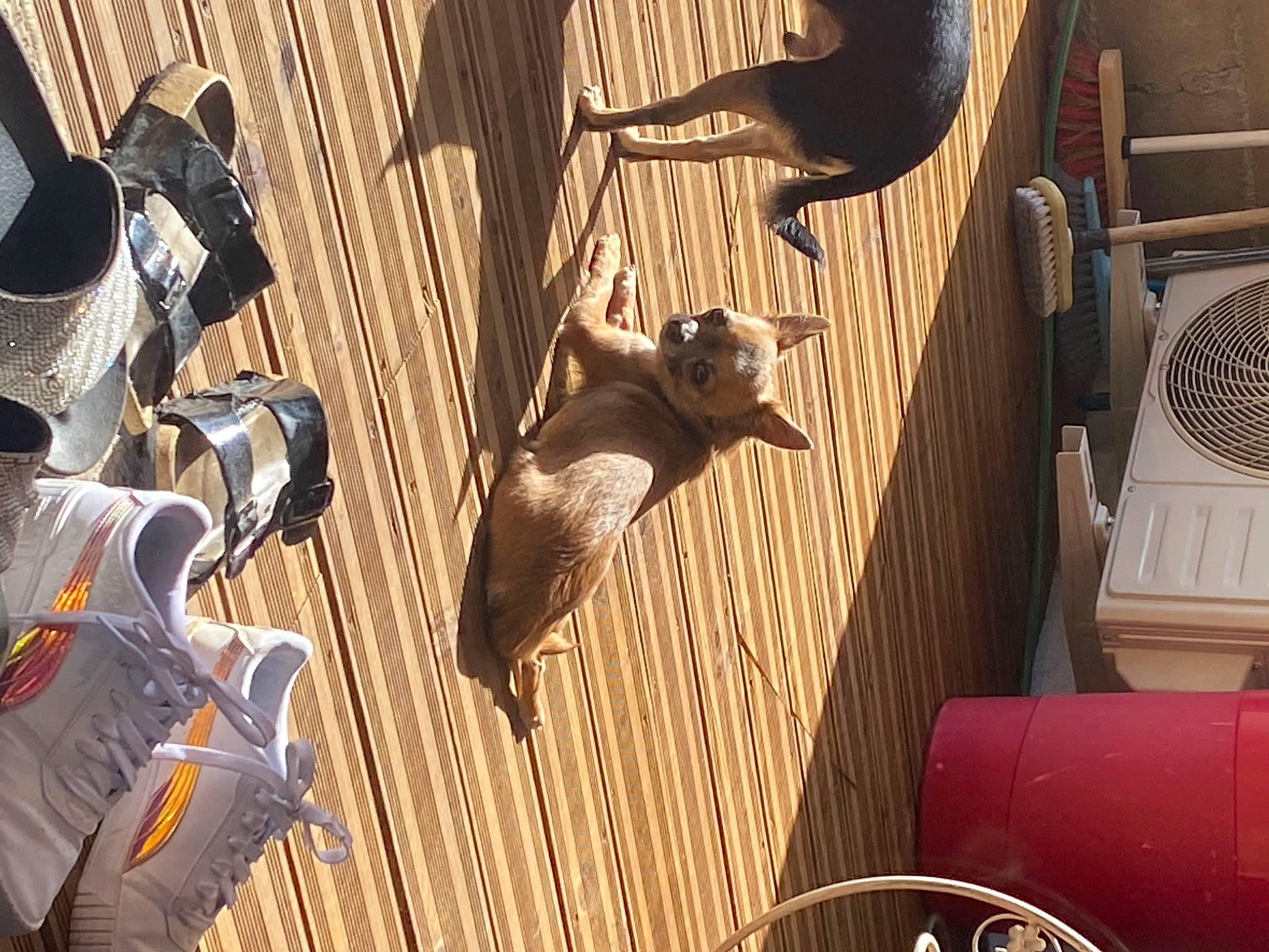 Cali participe au concours pour gagner de l'argent avec cette photo : art, automotive_tire, bat, fawn, fur, hardwood, mechanical_fan, metal, motor_vehicle, recreation, sculpture, terrestrial_animal, wildlife, wood