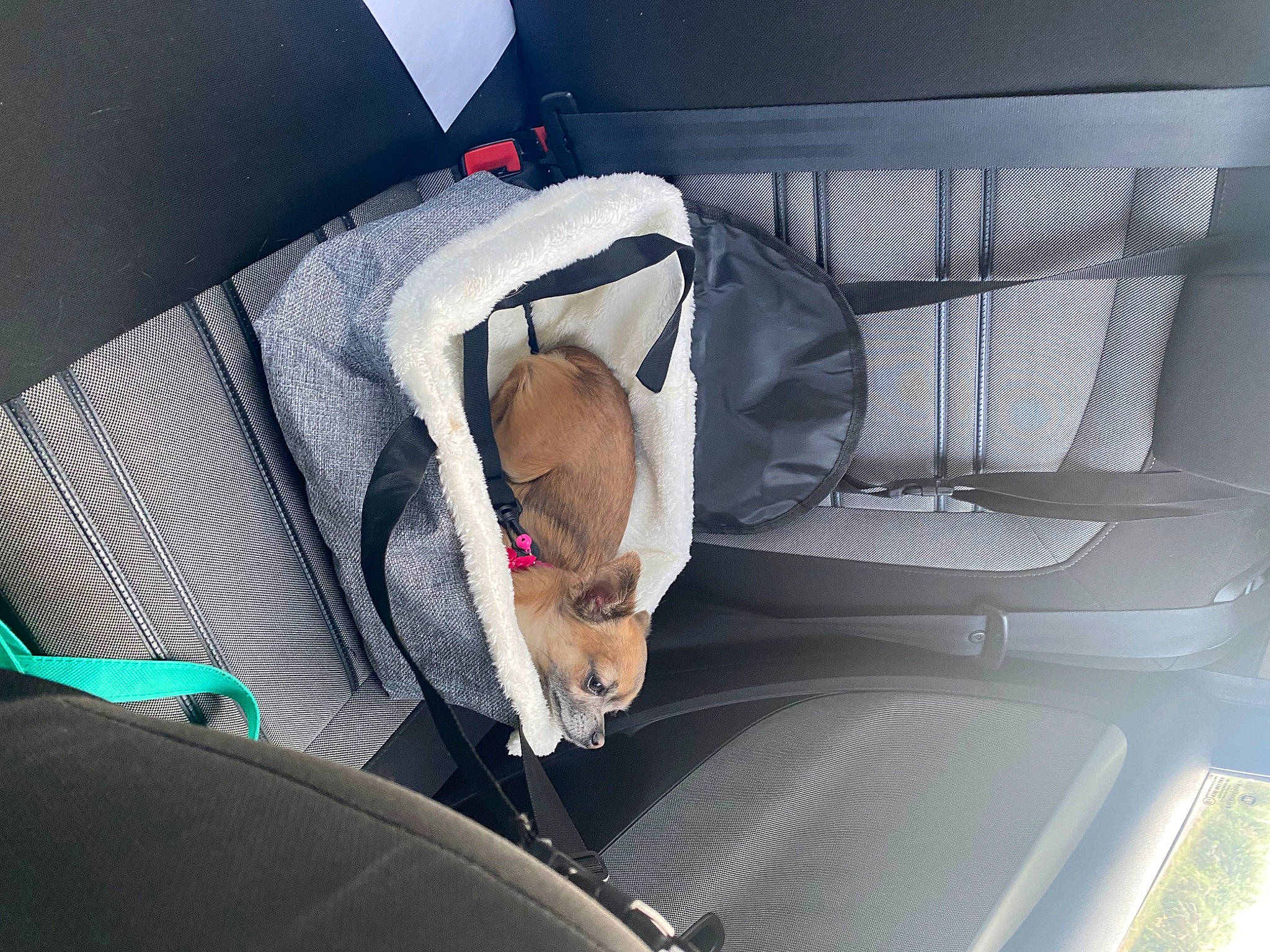 Cali participe au concours pour gagner de l'argent avec cette photo : armrest, auto_part, automotive_design, bag, canidae, car_seat, car_seat_cover, carnivore, comfort, companion_dog, dog, dog_breed, family_car, fawn, luxury_vehicle, personal_luxury_car, room, sporting_group, vehicle, vehicle_door