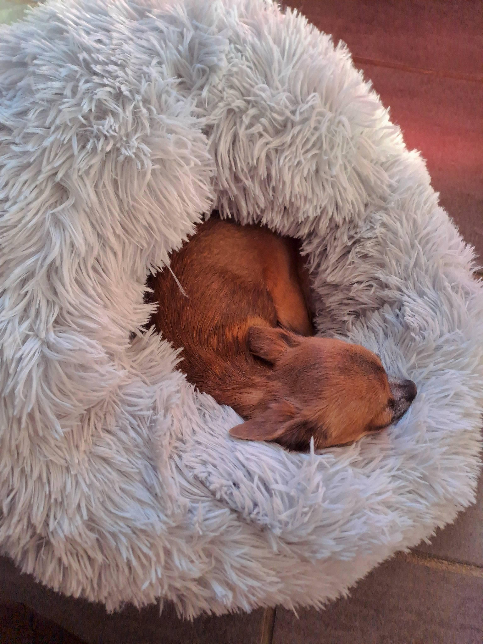 Cali a rejoint le concours — aidez-le/la à gagner de superbes lots ! canidae, carnivore, comfort, companion_dog, dog, dog_breed, fawn, fur, liver, mammal, nap, natural_material, sporting_group, tail, terrestrial_animal, toy, vertebrate, whiskers, wildlife, working_animal