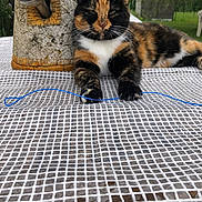 Noisette participe au concours pour gagner de l'argent avec cette photo : animal, calico_cat, cat, close_up, daylight, feline, grass, greenery, lantern, nature, outdoor, paw, pet, playful, relaxed, resting, stone, string, table, tablecloth