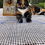 animal, calico_cat, cat, close_up, daylight, feline, grass, greenery, lantern, nature, outdoor, paw, pet, playful, relaxed, resting, stone, string, table, tablecloth
