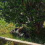 Noisette a rejoint le concours — aidez-le/la à gagner de superbes lots ! animal, bush, calico_cat, cat, flora, garden, grass, greenery, leaf, nature, outdoor, pet, relaxing, shade, shrub, summer, sunlight, tree, wildlife, wooden_board