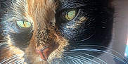 Noisette a rejoint le concours — aidez-le/la à gagner de superbes lots ! animal, bright, cat, close_up, cozy, cute, domestic_cat, face, feline, fur, green_eyes, home, indoor, mammal, pet, portrait, relaxed, sunlight, tortoiseshell, whiskers