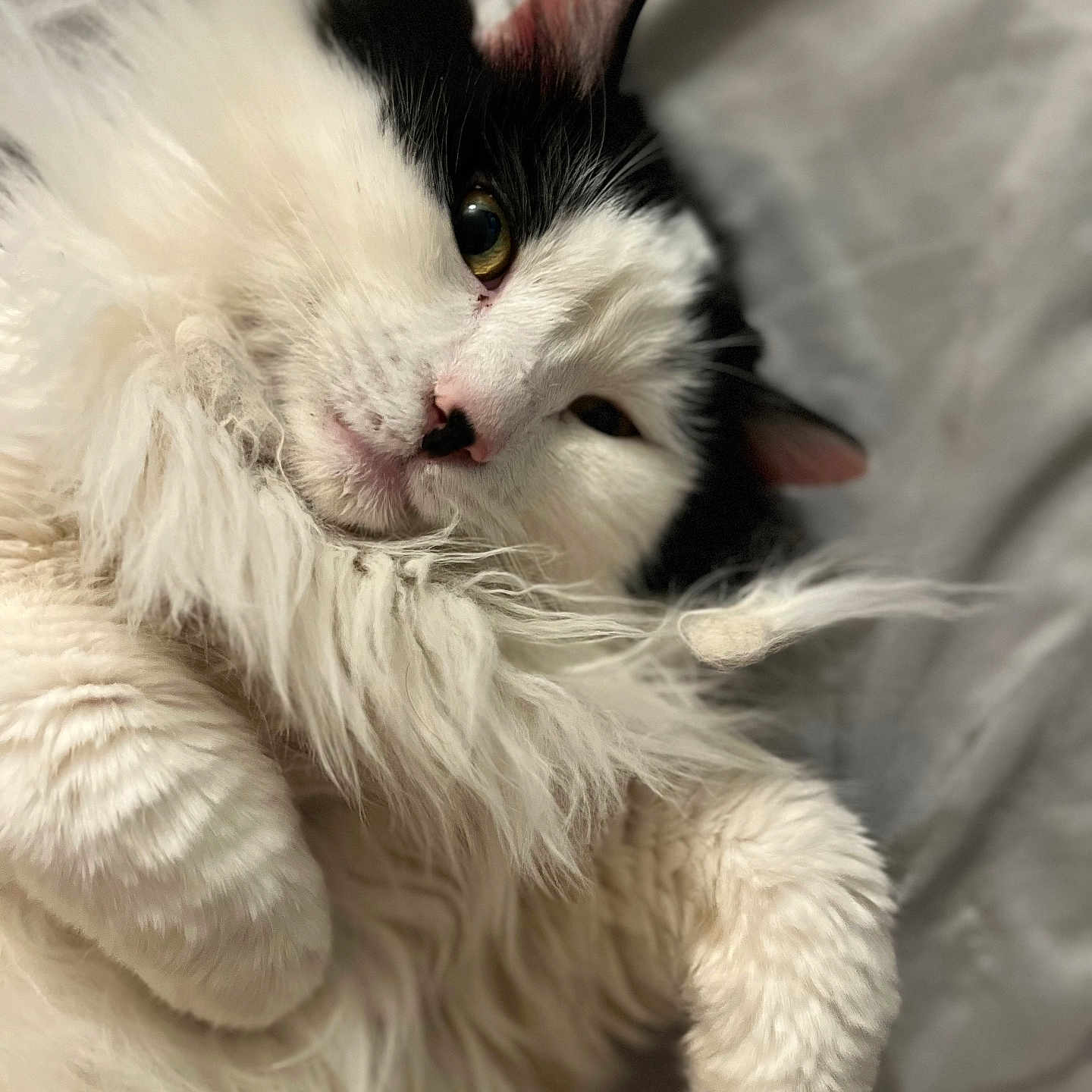 Snoopy joined the competition — help win amazing prizes! abyssinian, angora, animal, blanket, bodypart, cat, couch, furniture, hardwood, indoors, kitten, manx, mouth, person, pet, plush, siamese, sleeping, white, wood