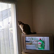 Glouglou participe au concours pour gagner de l'argent avec cette photo : advertisement, appliance, cat, curtain, daylight, domestic, furniture, home, indoor, light, looking, old_technology, pet, quiet, radiator, resting, screen, tabby_cat, television, window