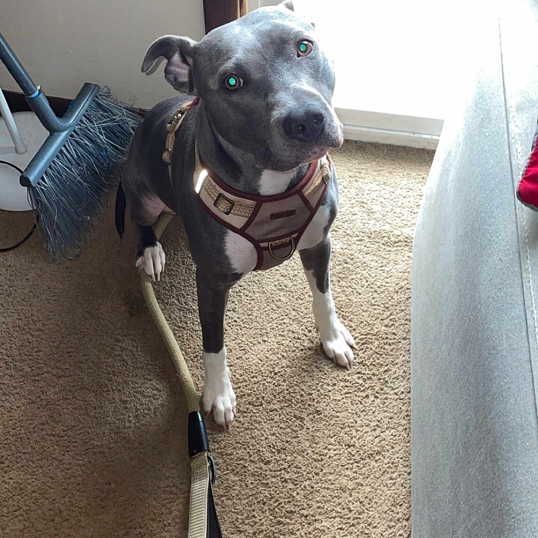 Jazmyne is registered to the contest to win money with this photo: accessories, animal, broom, brush, canine, cleaning, device, dog, homedecor, hound, husky, indoors, interiordesign, linen, person, pet, puppy, strap, tool, wood