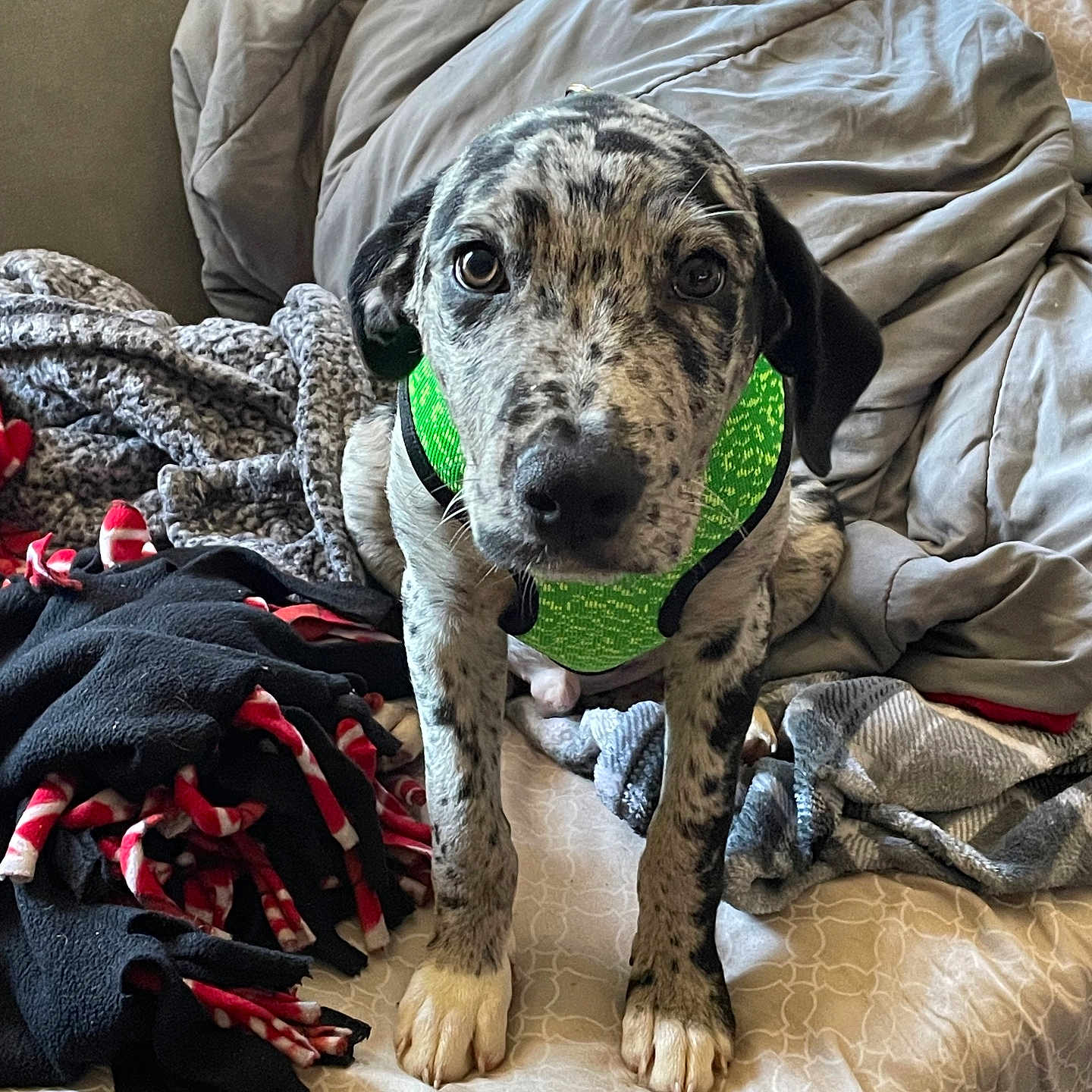 Poseidon is registered to the contest to win money with this photo: animal, bed, bedroom, blanket, canine, couch, cushion, dalmatian, dog, furniture, greatdane, homedecor, hound, laundry, person, pet, pointer, puppy, quilt, sleeping