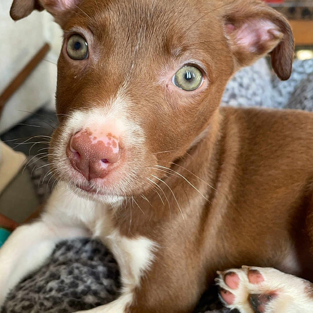 Biscuit is registered to the contest to win money with this photo: animal, architecture, building, bulldog, canine, cat, chihuahua, couch, dog, furniture, hound, husky, indoors, labradorretriever, pet, pitbull, pointer, puppy, snout, wood