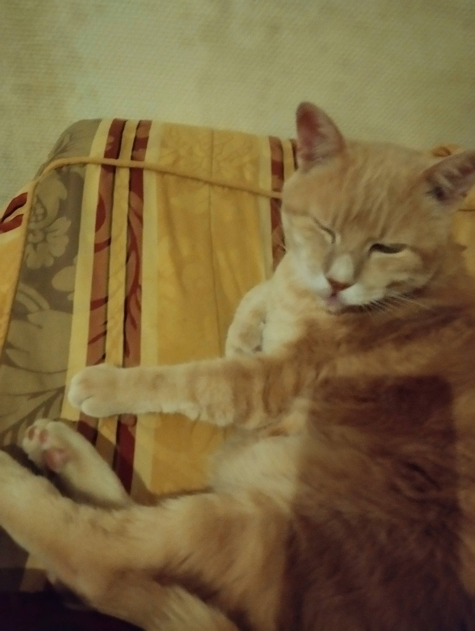 Caramel a rejoint le concours — aidez-le/la à gagner de superbes lots ! bed, carnivore, cat, claw, comfort, domestic_short_haired_cat, fawn, felidae, fur, linens, nap, paw, sitting, sleep, small_to_medium_sized_cats, square, tail, whiskers, wood