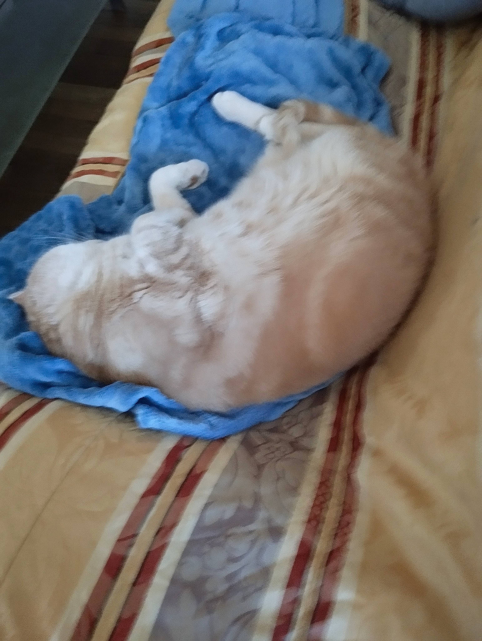 Caramel a rejoint le concours — aidez-le/la à gagner de superbes lots ! abdomen, art, bedding, carving, chest, comfort, electric_blue, fawn, felidae, fur, gesture, human_leg, linens, nap, sculpture, small_to_medium_sized_cats, sporting_group, wood, wrinkle, wrist