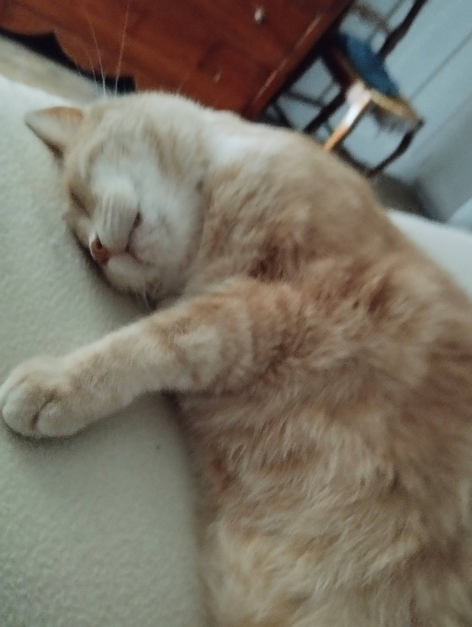 Caramel participe au concours pour gagner de l'argent avec cette photo : carnivore, cat, chair, claw, comfort, domestic_short_haired_cat, fawn, felidae, flooring, fur, hardwood, nap, paw, small_to_medium_sized_cats, snout, tail, terrestrial_animal, whiskers, wood