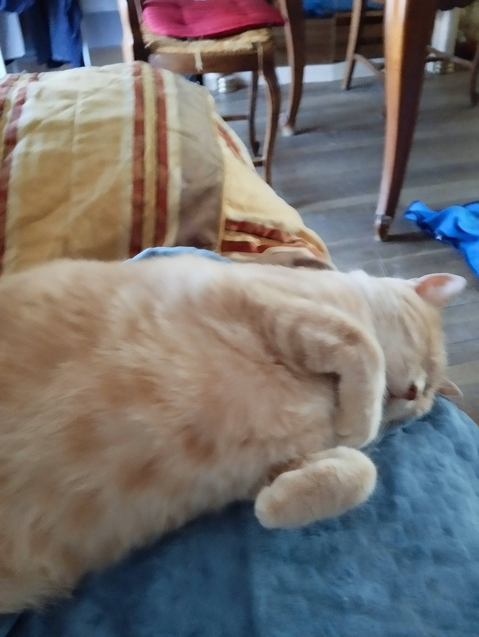 Caramel participe au concours pour gagner de l'argent avec cette photo : canidae, carnivore, cat, chair, claw, comfort, companion_dog, dog_breed, domestic_short_haired_cat, eye, fawn, felidae, flooring, fur, hardwood, small_to_medium_sized_cats, snout, tail, whiskers, wood