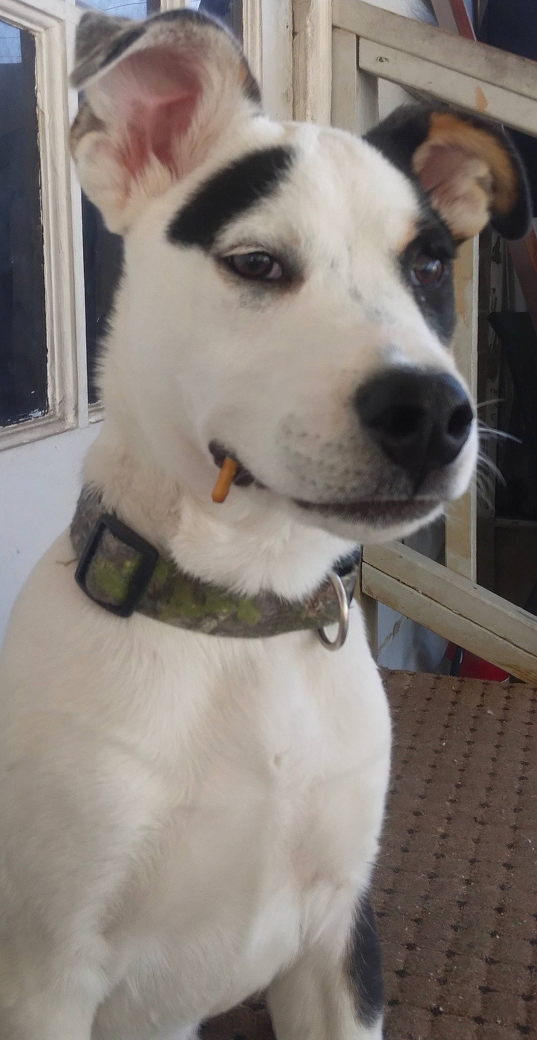 Puzzles is registered to the contest to win money with this photo: canidae, carnivore, collar, companion_dog, dog, dog_breed, dog_collar, door, fashion_accessory, fawn, fur, giant_dog_breed, leash, pet_supply, snout, sporting_group, whiskers, white, working_animal, working_dog