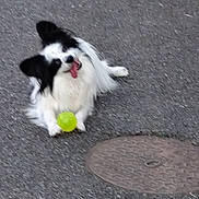 Rusty participe au concours pour gagner de l'argent avec cette photo : animal, ball, black_and_white, canine, companion, cute, dog, fluffy, fur, happy, manhole_cover, outdoor, pavement, pet, playful, playing, resting, small_dog, tongue_out, toy