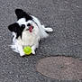animal, ball, black_and_white, canine, companion, cute, dog, fluffy, fur, happy, manhole_cover, outdoor, pavement, pet, playful, playing, resting, small_dog, tongue_out, toy