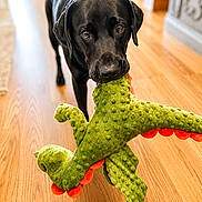 Leo is registered to the contest to win money with this photo: animal, black_dog, bright_lighting, canine, cute, dinosaur_toy, dog, domestic_animal, flooring, house, indoor, looking_up, mammal, pet, pet_toy, playful, plush_toy, toy, wooden_floor, young_dog