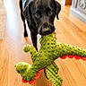 dog, black_dog, toy, plush_toy, dinosaur_toy, indoor, wooden_floor, pet, animal, cute, playful, looking_up, mammal, domestic_animal, house, flooring, young_dog, canine, pet_toy, bright_lighting