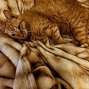 Alex joined the competition — help win amazing prizes! cat, orange_cat, tabby, pet, animal, feline, fur, whiskers, blanket, soft, cozy, resting, indoor, warm, comfort, texture, sleepy, closeup, relaxed, cute