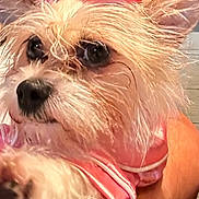 Mia joined the competition — help win amazing prizes! animal, black_nose, close_up, companion, cute, dog, domestic_animal, ears, fluffy, fur, human_arm, indoor, looking_away, mammal, paw, pet, pink_bow, pink_outfit, portrait, whiskers