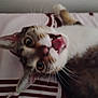 Thomas joined the competition — help win amazing prizes! animal, bed, cat, closeup, ears, eyes, feline, fur, indoor, lying_down, mouth_open, nose, pattern, pet, playful, resting, soft, tabby, tongue, whiskers