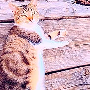 Thomas joined the competition — help win amazing prizes! animal, cat, closeup, domestic_animal, ears, expression, feline, fur, mammal, nature, outdoor, paws, pet, relaxed, resting, sunlight, tabby_cat, texture, whiskers, wooden_planks