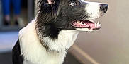 Barry joined the competition — help win amazing prizes! animal, black_and_white, border_collie, canine, collar, companion, dog, domestic, ears, eyes, floor, fur, happy, indoor, looking_up, mouth_open, pet, portrait, sitting, whiskers