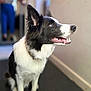 dog, border_collie, black_and_white, indoor, pet, canine, sitting, looking_up, fur, ears, mouth_open, happy, animal, companion, domestic, portrait, eyes, whiskers, collar, floor