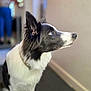 dog, border_collie, black_and_white, indoor, pet, canine, fur, blue_eyes, sitting, alert, ears, portrait, animal, companion, domestic, looking_up, carpet, wall, collar, focused
