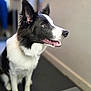 dog, border_collie, pet, indoor, animal, canine, fur, black_and_white, blue_eyes, sitting, alert, portrait, domestic_animal, muzzle, whiskers, ears, floor, side_view, nose, mouth_open