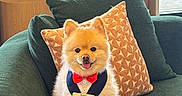 Neige is registered to the contest to win money with this photo: animal, bow_tie, brown, couch, cute, decor, dog, face, fluffy, furniture, green, indoor, pet, pillow, pomeranian, sitting, smiling, tongue_out, tuxedo, window