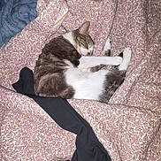 Bean is registered to the contest to win money with this photo: cat, sleeping, blanket, floral_pattern, bedroom, cozy, white_and_brown_cat, pet, resting, domestic_animal, soft_texture, fabric, indoor, comfort, curled_up, relaxation, feline, clothing, black_cloth, nap