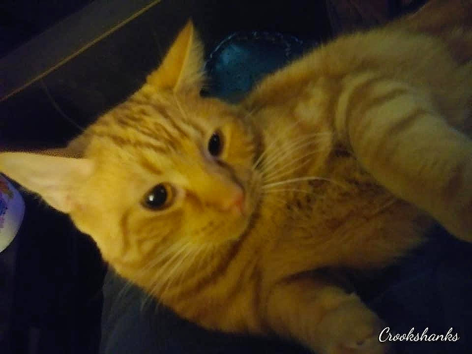 Crookshanks joined the competition — help win amazing prizes! aegean_cat, asian, carnivore, cat, close_up, domestic_short_haired_cat, ear, european_shorthair, eye, felidae, iris, kitten, mammal, nose, organism, small_to_medium_sized_cats, snout, tabby_cat, vertebrate, whiskers