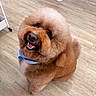 dog, puppy, fluffy, curly_hair, brown_fur, groomed, smiling, open_mouth, portrait, pet, collar, blue_collar, sitting, indoor, wooden_floor, cute, happy, small_dog, round_haircut, animal