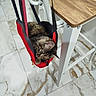 animal, cat, chair, cozy, curious, cute, domestic, floor, fur, hanging_pouch, indoor, kitten, marble_floor, pet, playful, resting, small, tabby, wood, young