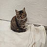 Myla participe au concours pour gagner de l'argent avec cette photo : animal, blanket, cat, curious, cute, ears, eyes, feline, floor, fur, indoor, kitten, pet, sitting, small, soft, tabby, texture, whiskers, young