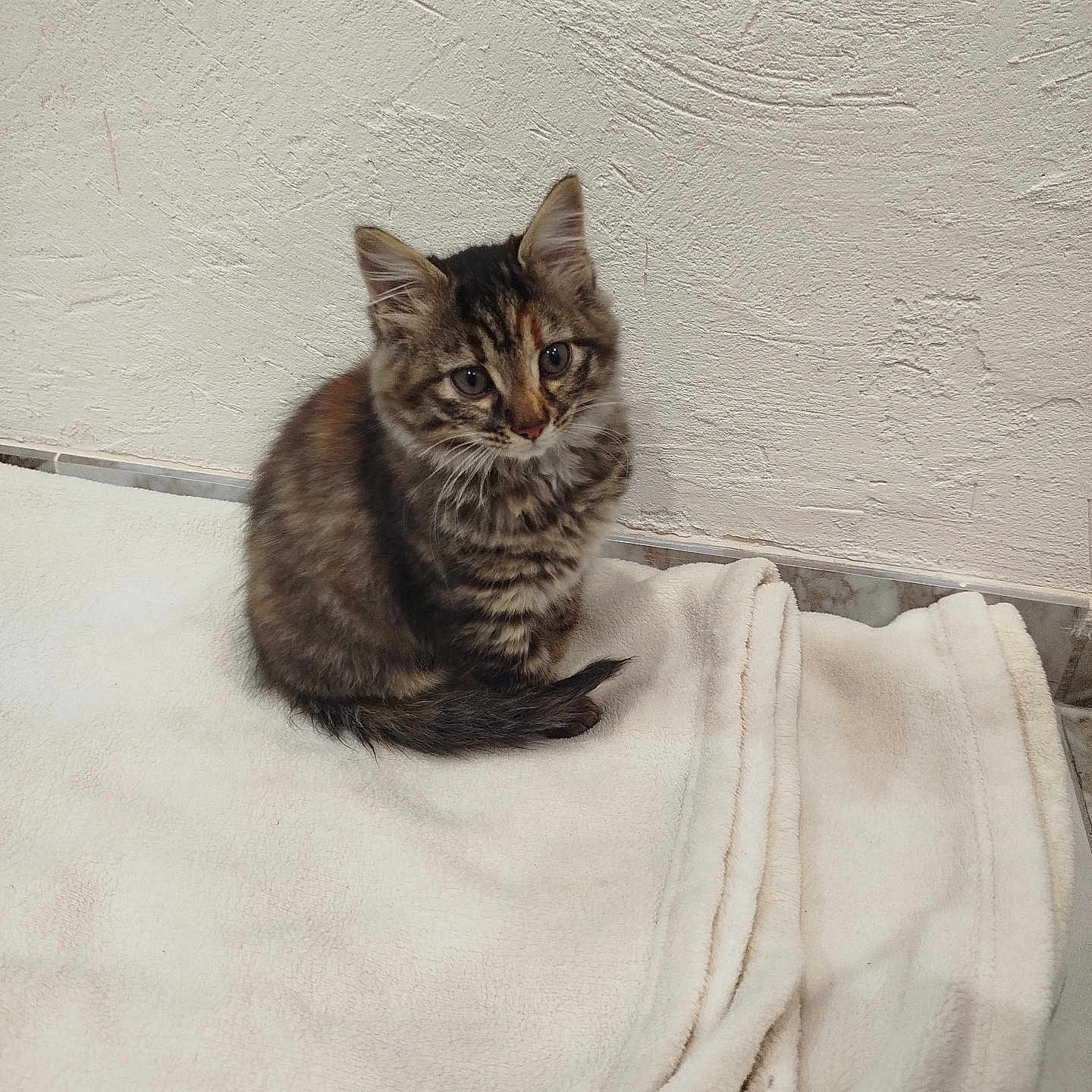 Myla