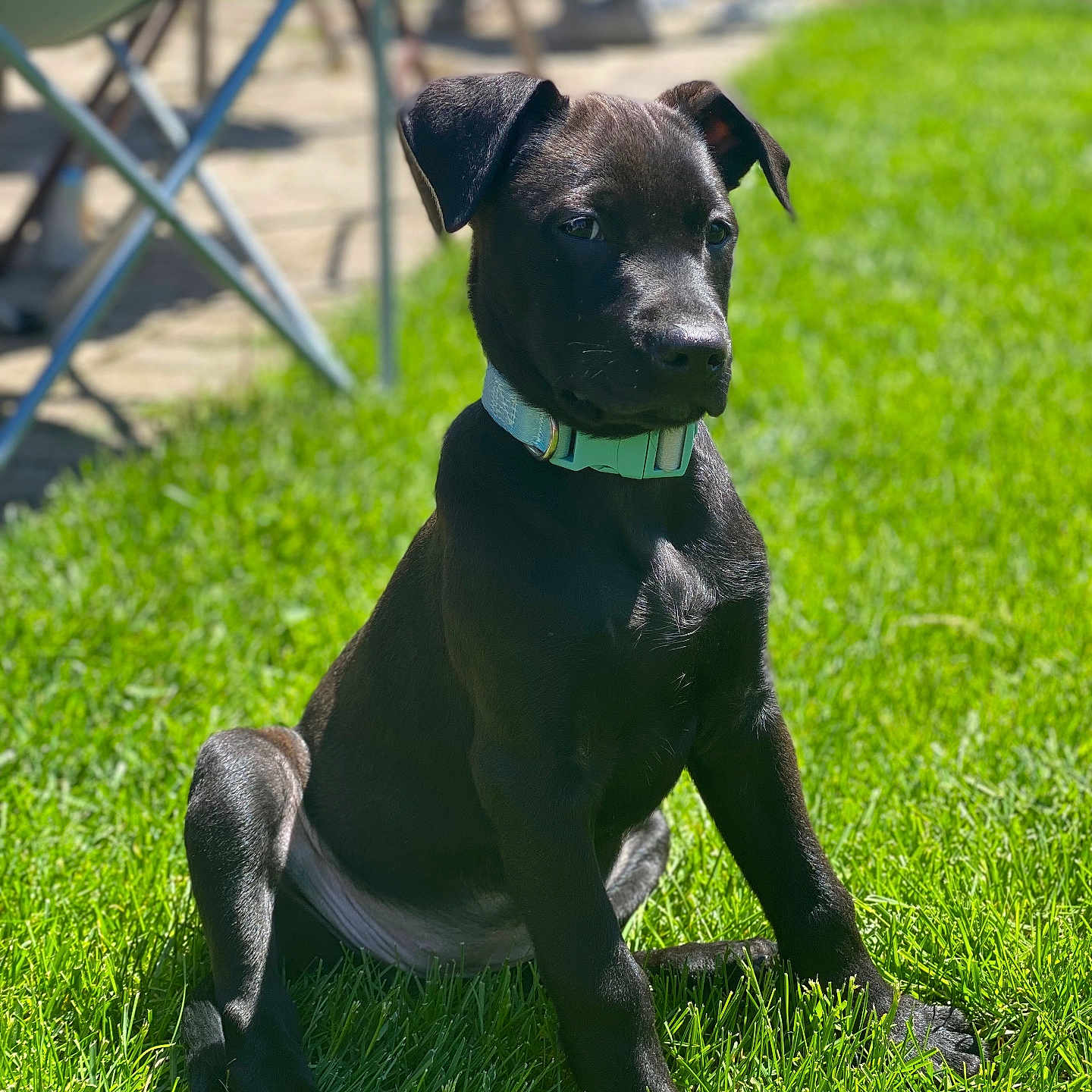 Bella