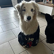 Snow a rejoint le concours — aidez-le/la à gagner de superbes lots ! dog, white_dog, black_dog, shirt, pet, indoor, floor, tile_floor, living_room, sofa, water_bottle, table, curious, cute, furry, sitting, animal, companionship, domestic, household