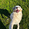Snow a rejoint le concours — aidez-le/la à gagner de superbes lots ! dog, happy, smiling, grass, outdoor, sunlight, pet, canine, playful, fur, nature, animal, daylight, shadow, white, friendly, joyful, excited, mammal, tongue