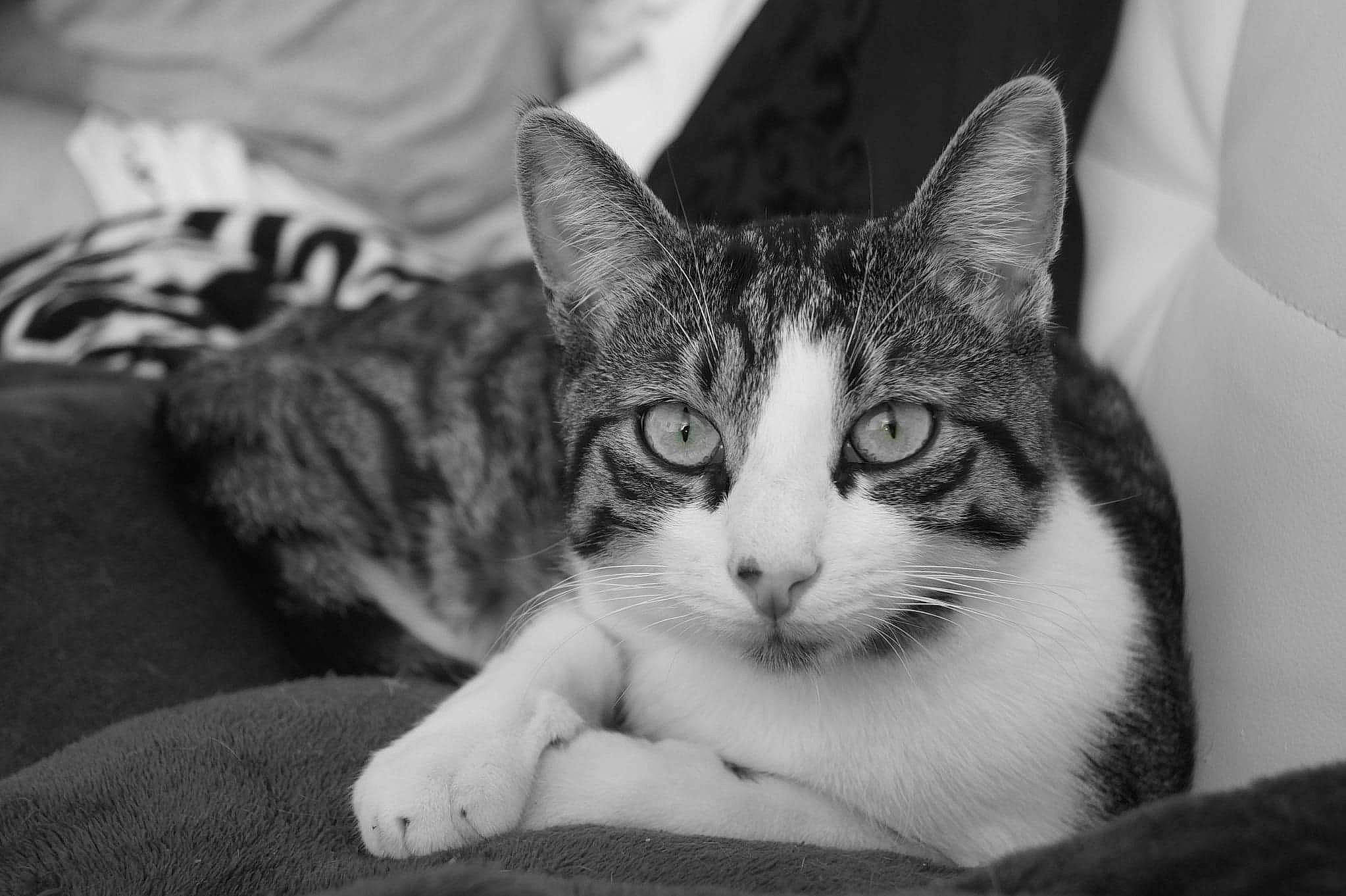 Hk participe au concours pour gagner de l'argent avec cette photo : aegean_cat, american_shorthair, american_wirehair, asian, black_and_white, carnivore, cat, domestic_short_haired_cat, european_shorthair, eye, felidae, kitten, mammal, monochrome, monochrome_photography, small_to_medium_sized_cats, snapshot, snout, tabby_cat, whiskers