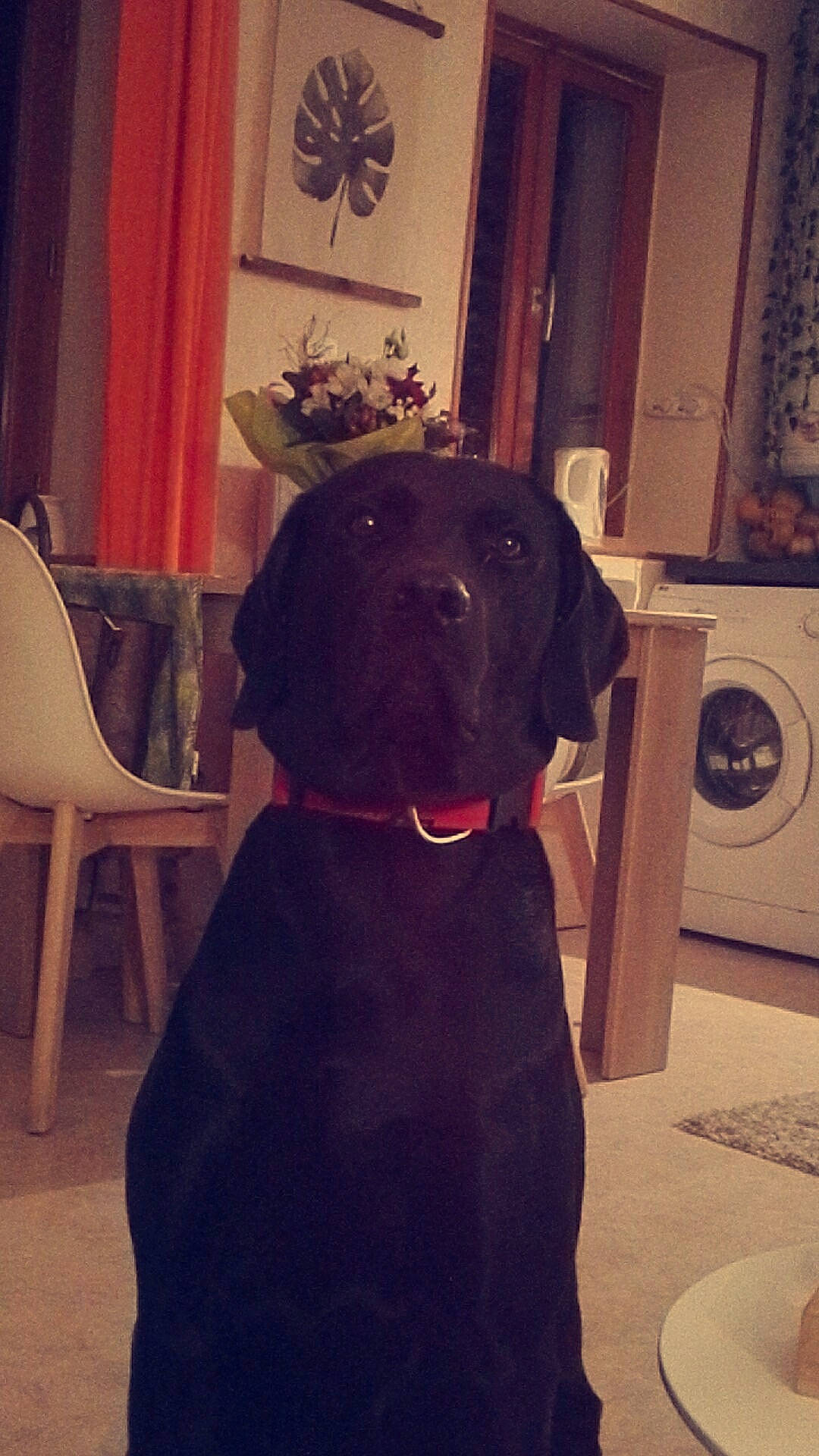 Jazz a rejoint le concours — aidez-le/la à gagner de superbes lots ! beagador, black, canidae, carnivore, dog, dog_breed, fawn, home, house, labrador_retriever, nose, pointing_breed, puppy, retriever, snout, sporting_group