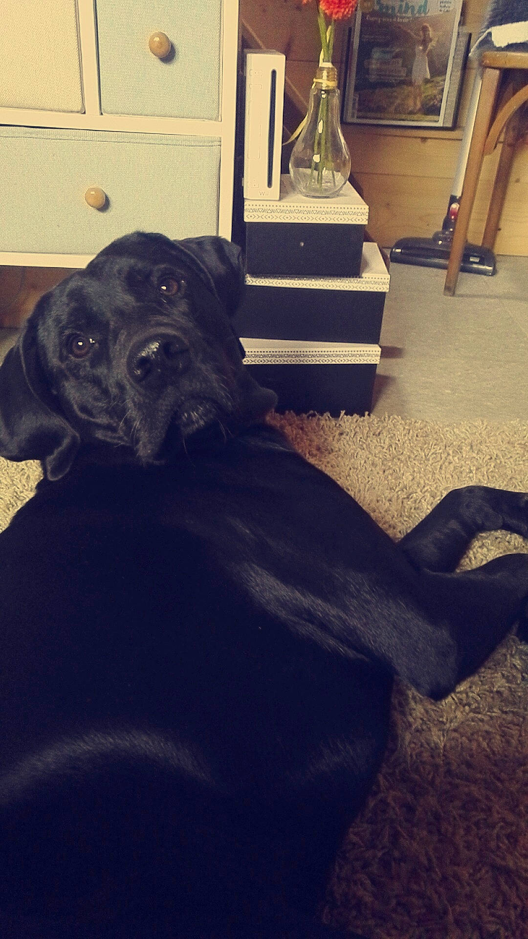 Jazz a rejoint le concours — aidez-le/la à gagner de superbes lots ! cane_corso, canidae, carnivore, companion_dog, dog, dog_breed, guard_dog, labrador_retriever, pointer, pointing_breed, puppy, retriever, snout, sporting_group