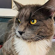 Mistigris participe au concours pour gagner de l'argent avec cette photo : cat, gray_cat, white_fur, yellow_eyes, whiskers, close_up, indoor, pet, feline, animal, portrait, cute, soft_fur, domestic_cat, relaxed, sitting, looking_away, household, mammal, companion_animal