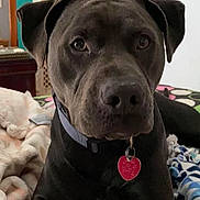 Zeus joined the competition — help win amazing prizes! dog, black_dog, pet, collar, heart_shaped_tag, bed, blanket, indoor, close_up, animal, canine, resting, cute, fur, ears, nose, eyes, lying_down, domestic_animal, portrait