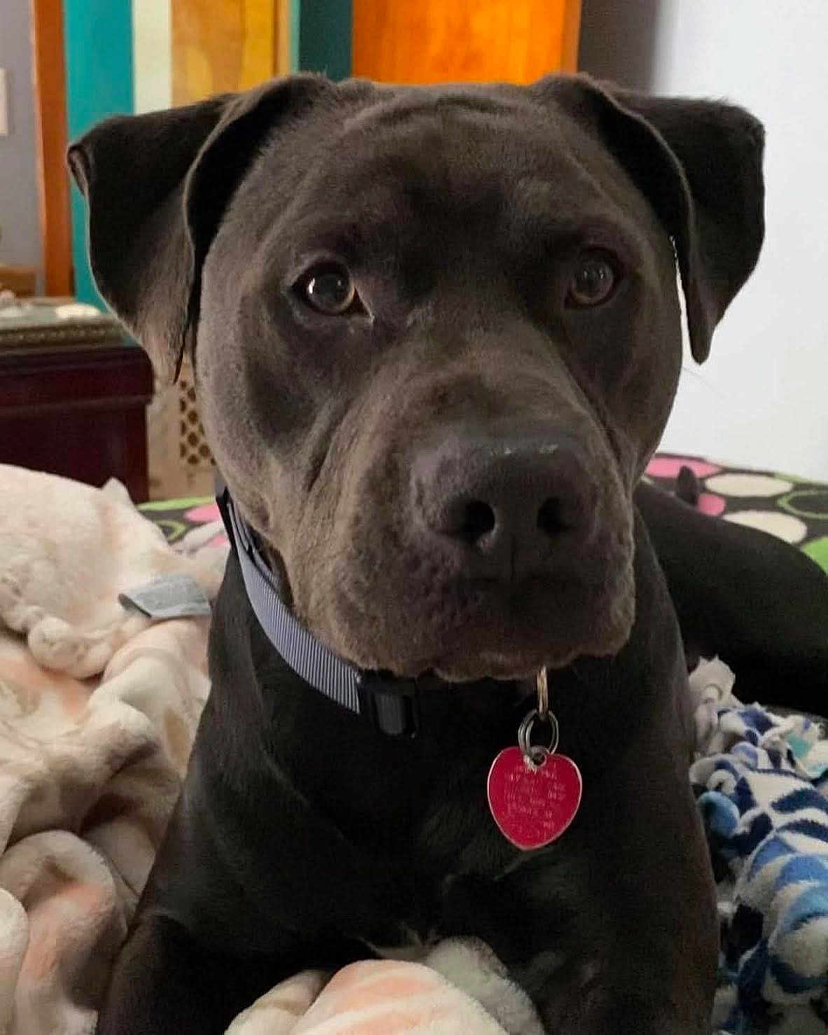 Zeus joined the competition — help win amazing prizes! dog, black_dog, pet, collar, heart_shaped_tag, bed, blanket, indoor, close_up, animal, canine, resting, cute, fur, ears, nose, eyes, lying_down, domestic_animal, portrait