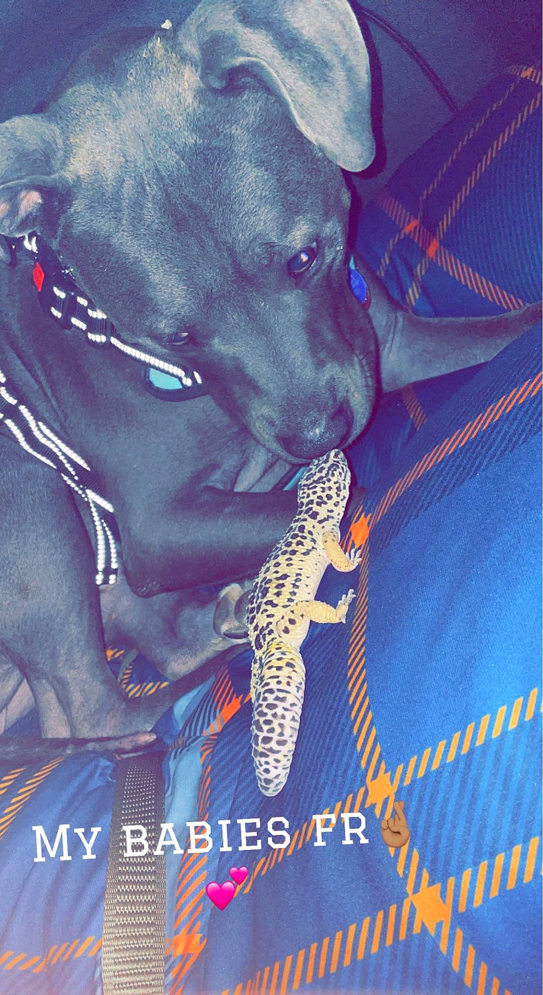 Herman joined the competition — help win amazing prizes! artist, carnivore, companion_dog, dog, dog_breed, electric_blue, formal_wear, guard_dog, hat, magenta, music, music_artist, non_sporting_group, personal_protective_equipment, reptile, sleeve, sporting_group, toy_dog, working_animal