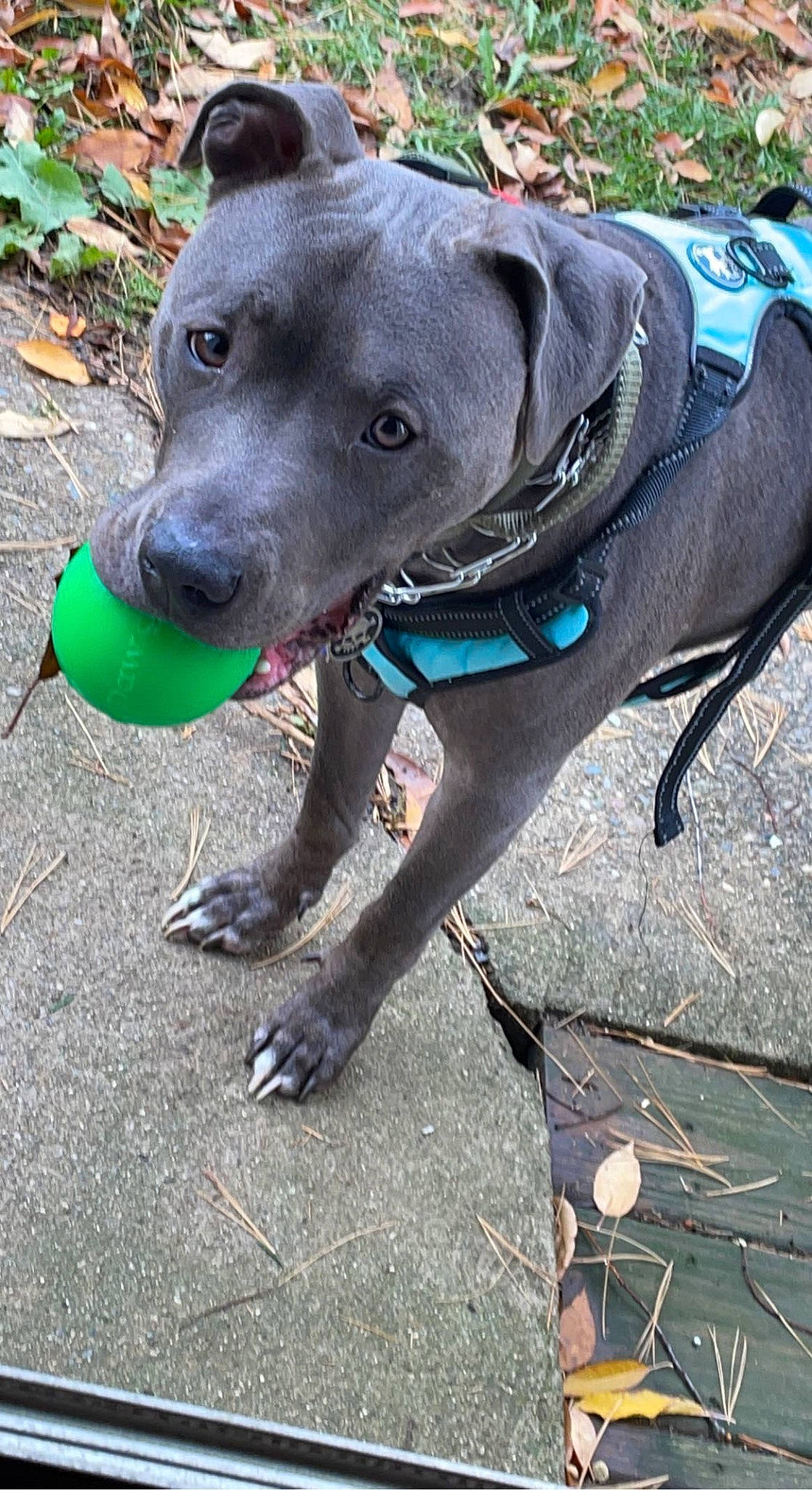 Herman is registered to the contest to win money with this photo: carnivore, collar, companion_dog, dog, dog_breed, dog_collar, dog_supply, electric_blue, fashion_accessory, fawn, green, guard_dog, leash, non_sporting_group, pet_supply, recreation, working_animal