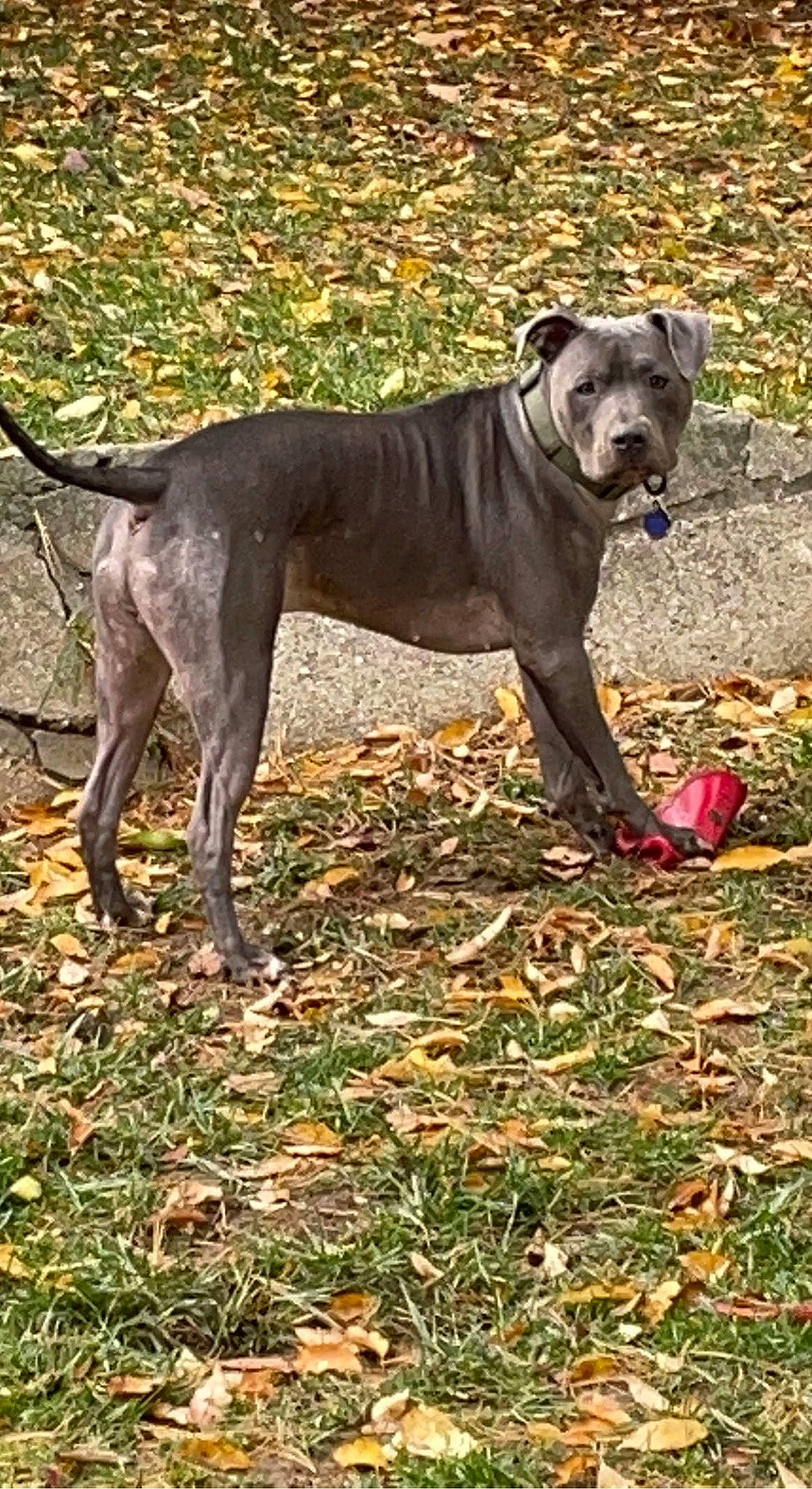 Herman is registered to the contest to win money with this photo: ancient_dog_breeds, canidae, carnivore, collar, companion_dog, dog, dog_breed, dog_collar, dog_supply, fawn, grass, guard_dog, liver, pet_supply, plant, sporting_group, tail, terrestrial_animal, working_animal, working_dog