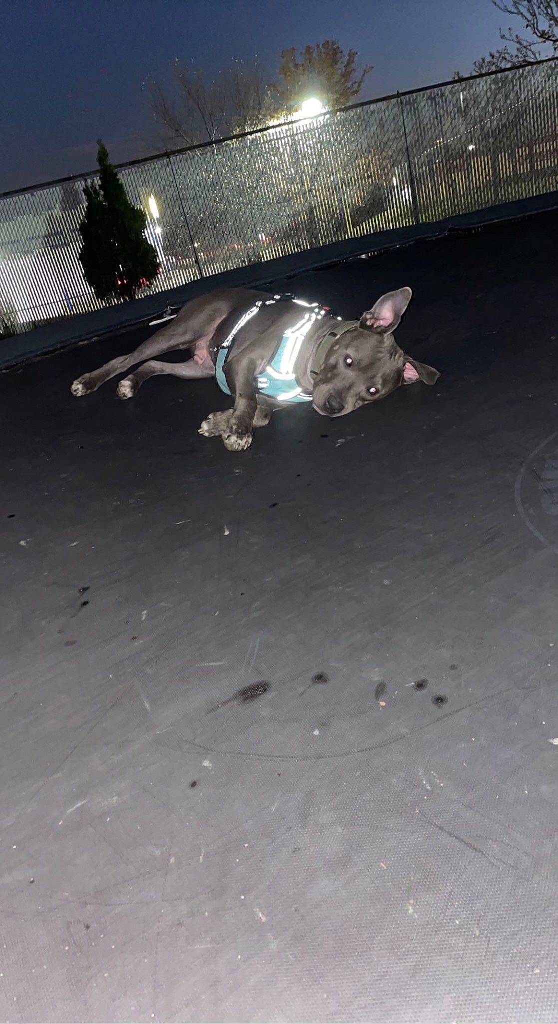 Herman is registered to the contest to win money with this photo: asphalt, auto_part, automotive_exterior, automotive_lighting, automotive_wheel_system, concrete, event, grass, human_body, human_leg, recreation, road, road_surface, rolling, sidewalk, sky, soil, street_stunts, tail, tree